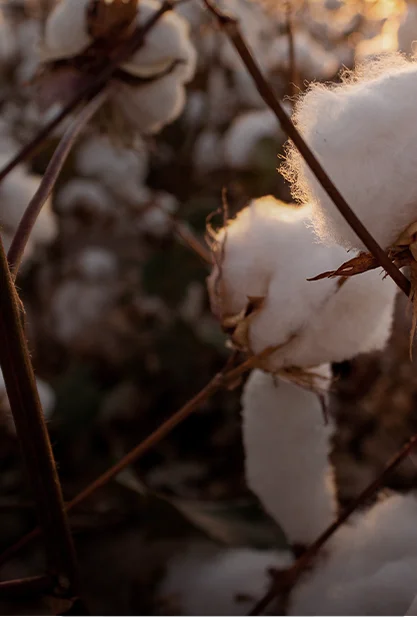 A cut-out-photo of a cotton plant (photo)
